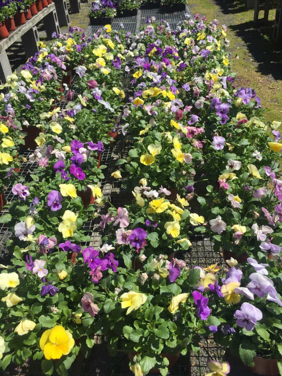 Gallery Waldwick Gardens