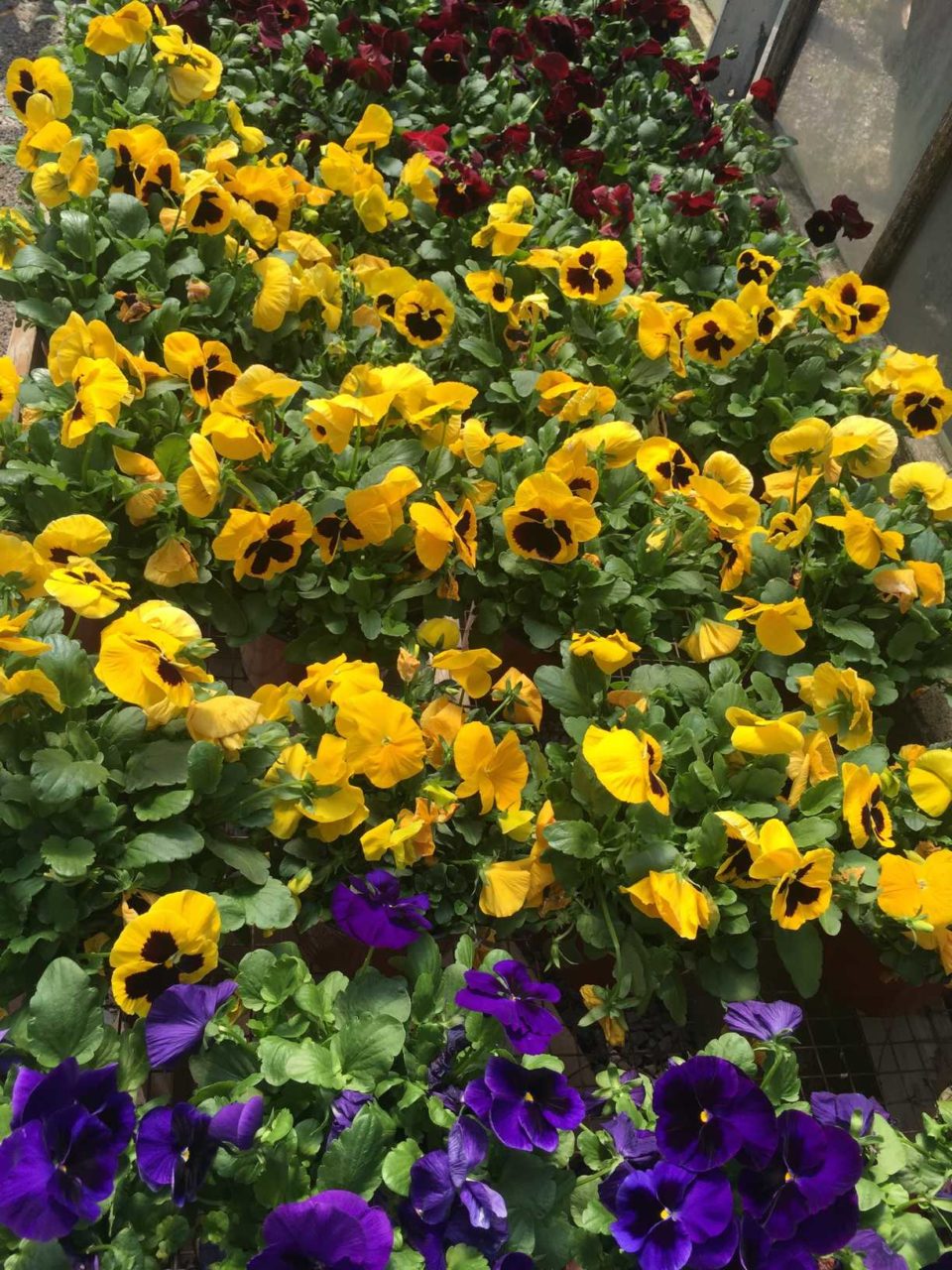 Gallery Waldwick Gardens